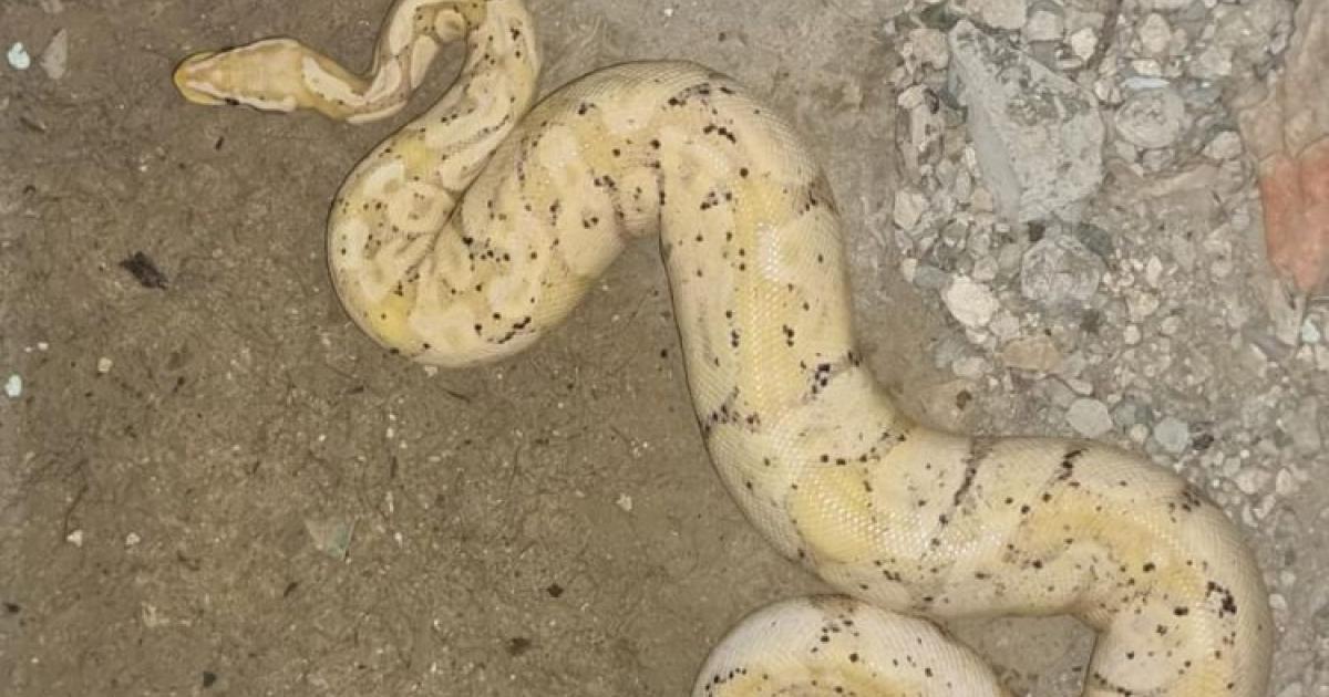 Les pompiers récupèrent encore un serpent en divagation