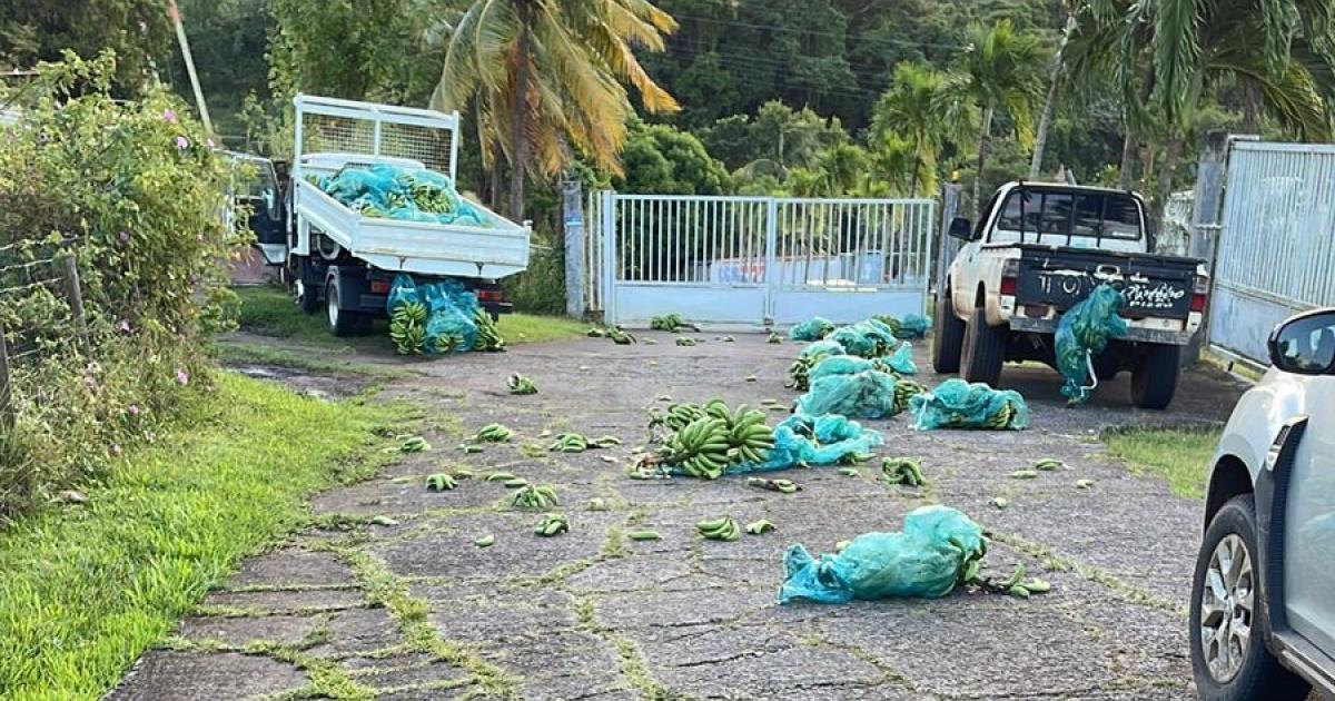 Les petits planteurs de bananes suspendent leur mobilisation