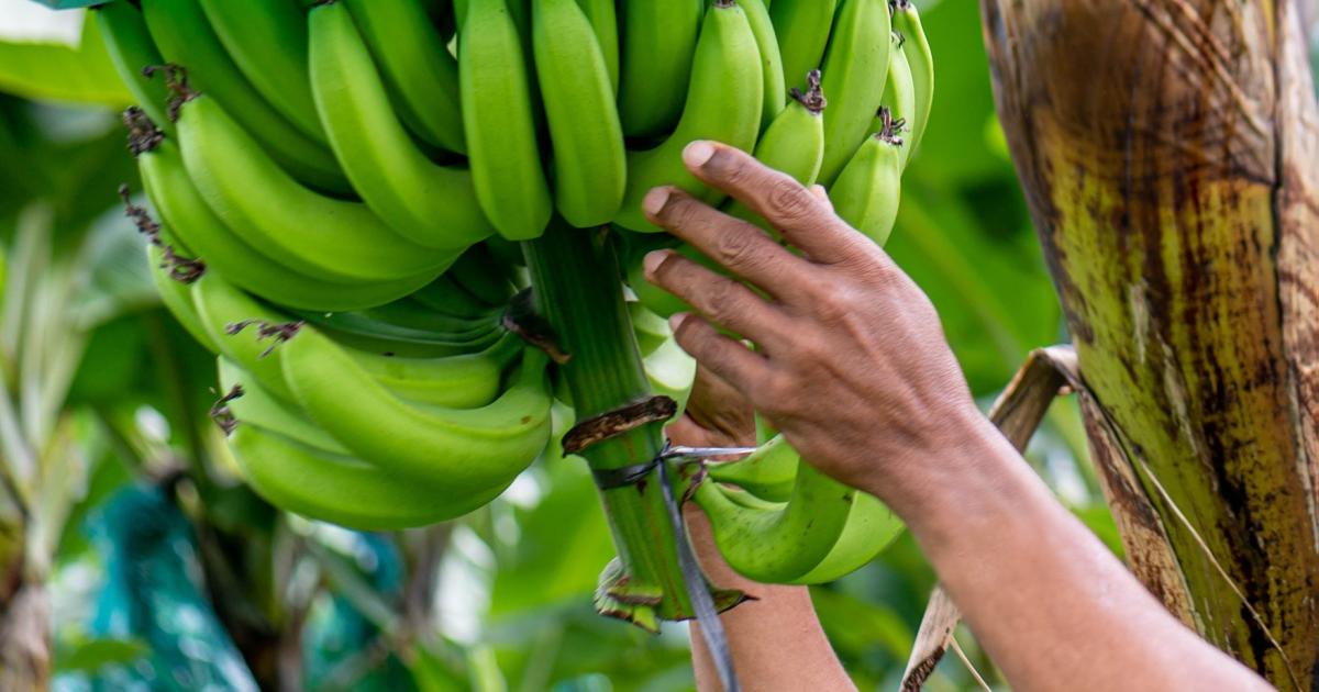 Mobilisation des petits producteurs de bananes en Martinique