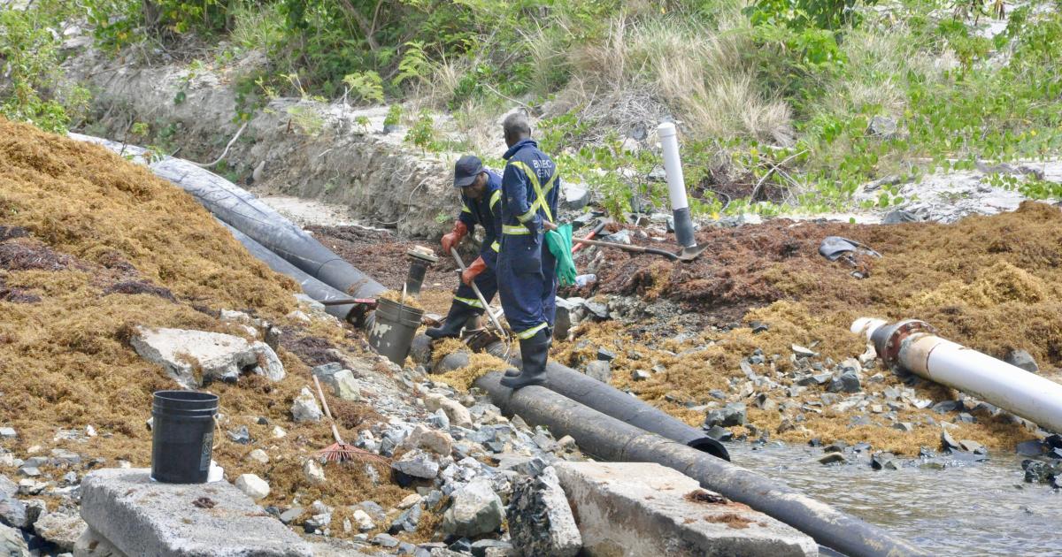     





[ENQUÊTE 3/3] À cause de la sargasse, l'eau a un goût d'oeuf pourri aux Îles Vierges britanniques




