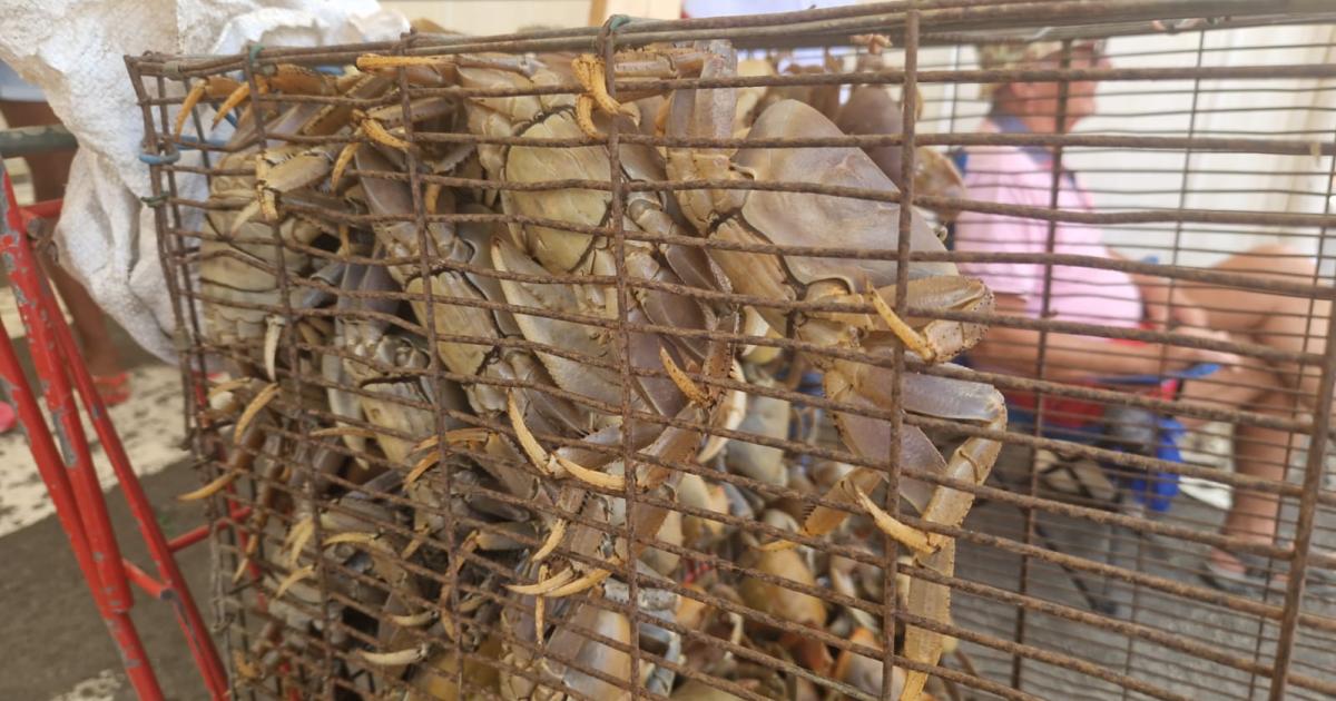 Le crabe roi de la fête à Morne-à-l’Eau