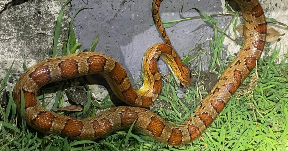 Un « serpent des blés » retrouvé dans un jardin à Saint-François