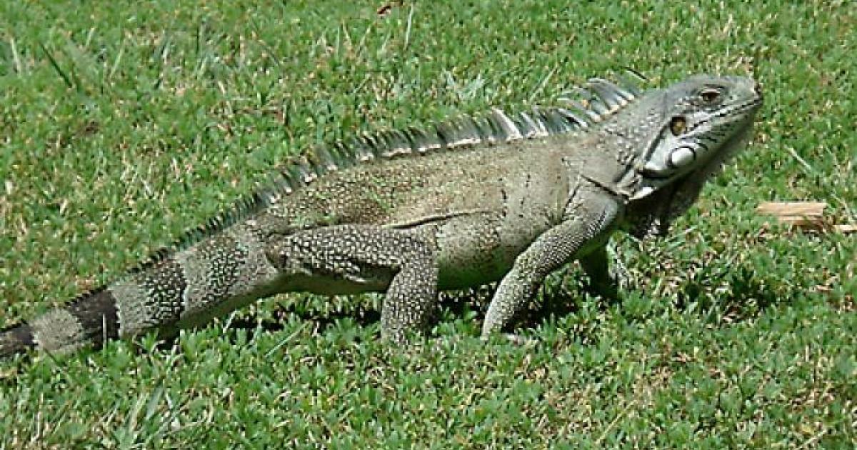 Pour la première fois, un iguane rayé a été capturé sur l’îlet Chancel au Robert