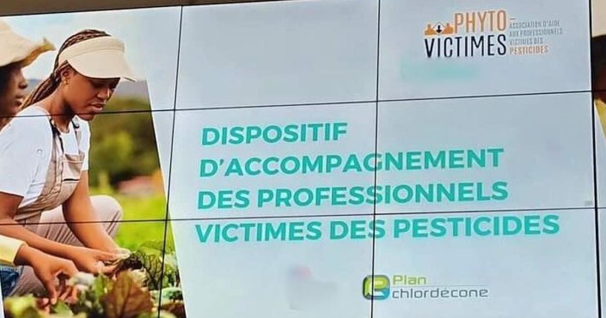 Chlordécone : l'association Phyto victimes et l'Etat répondent au collectif des ouvriers agricoles