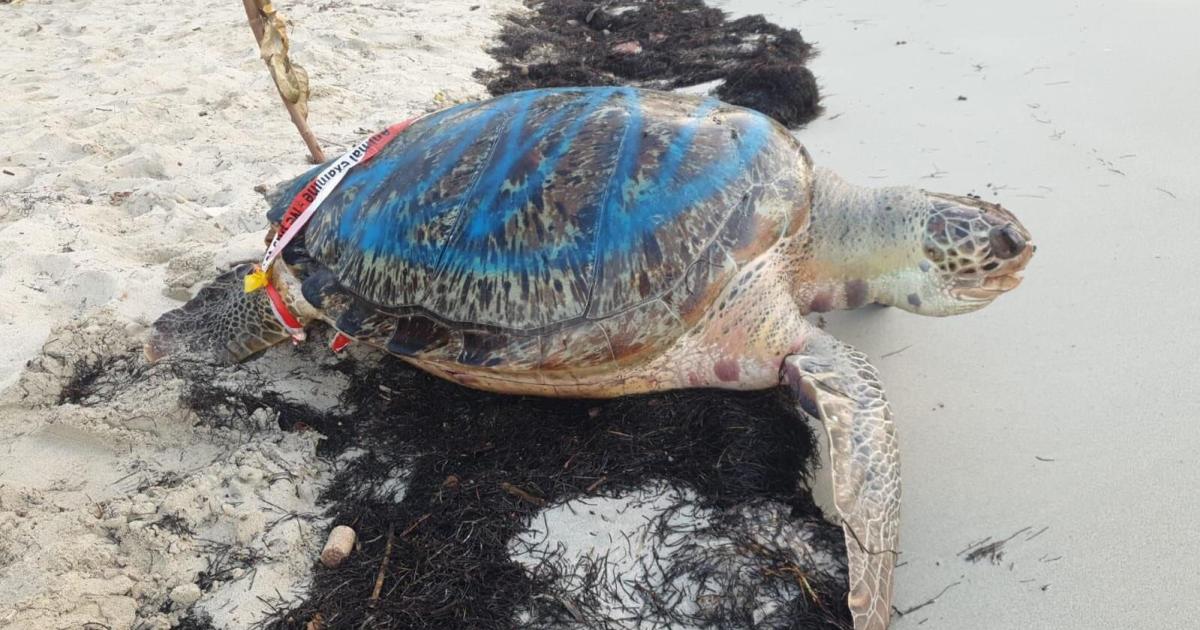 Une tortue retrouvée morte sur une plage du Gosier