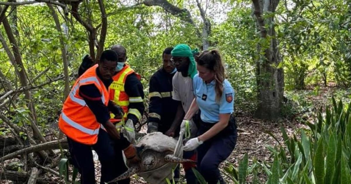 Nouveau sauvetage d'une tortue à Marie-Galante