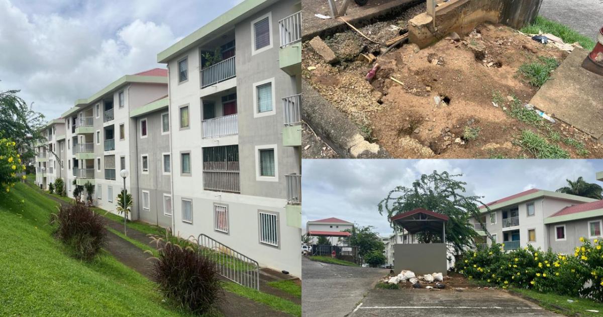     





[VIDEO] À la cité Acajou Nord, au Lamentin, les rats « sont présents partout ! »




