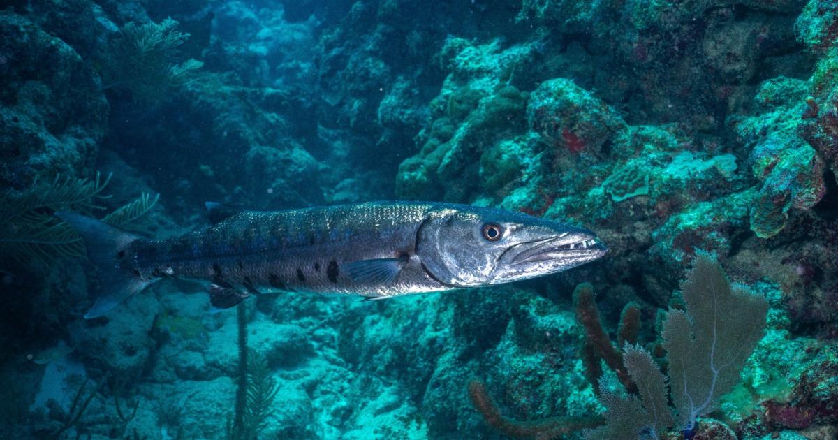 Un baigneur blessé au pied par un barracuda à Sainte-Anne