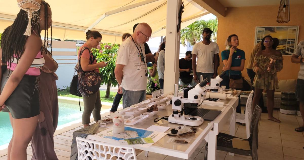 Plusieurs chercheurs unissent leurs savoirs à la découverte des champignons de Guadeloupe