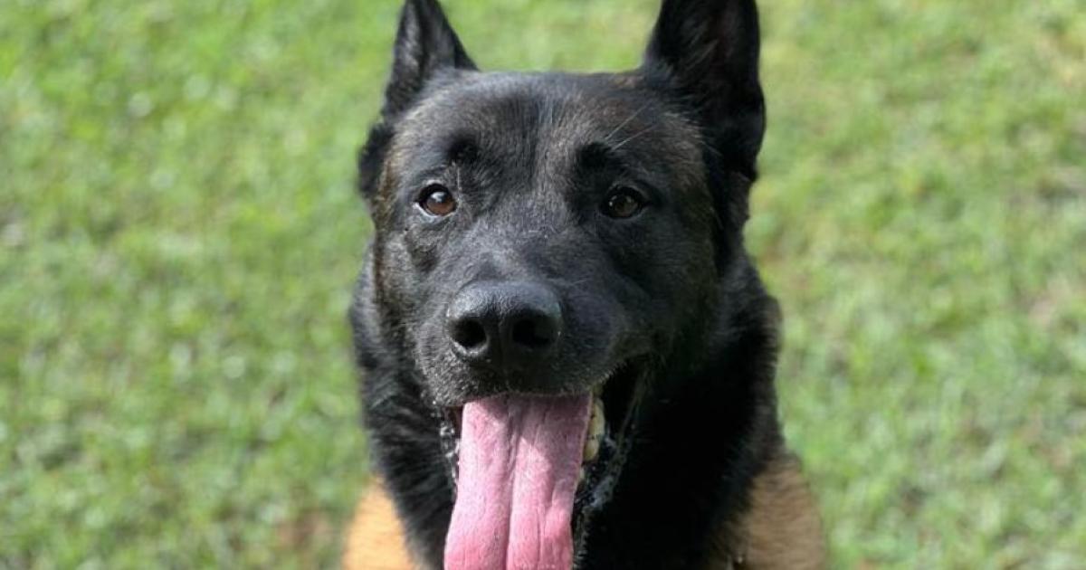 Loko, le chien gendarme s'en est allé