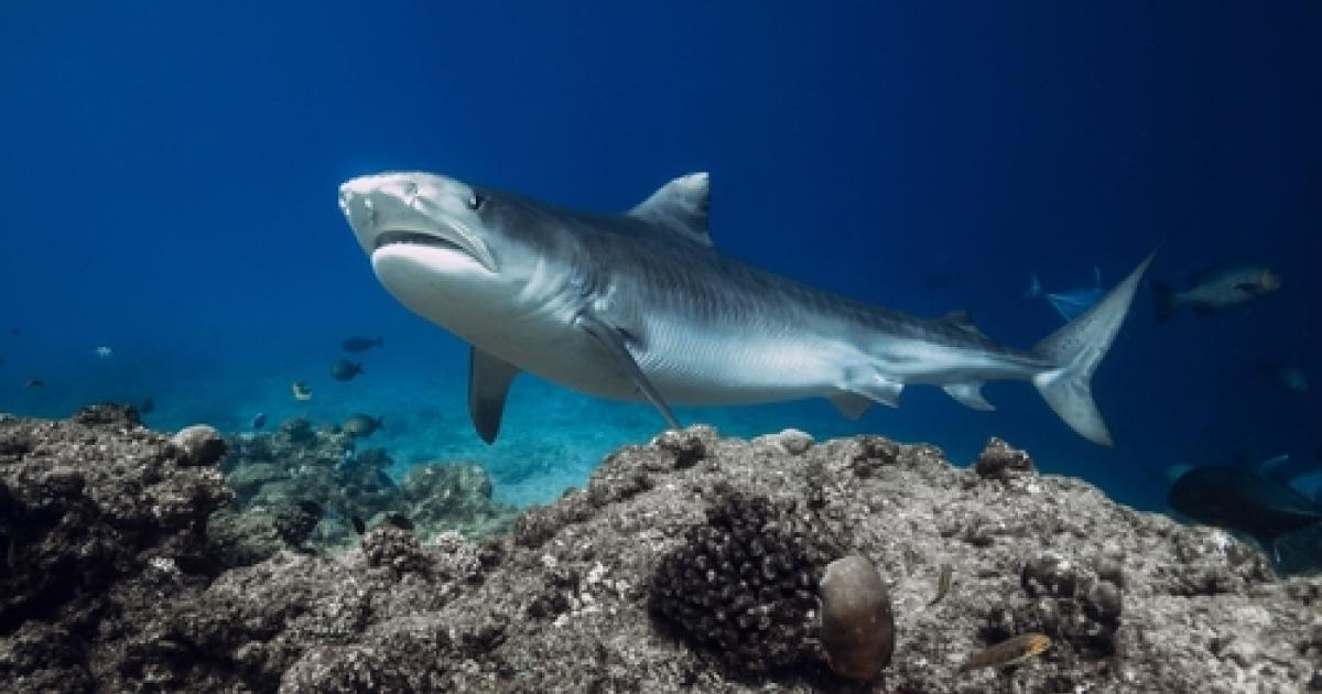 Un adolescent de 16 ans tué par un requin à la Jamaïque