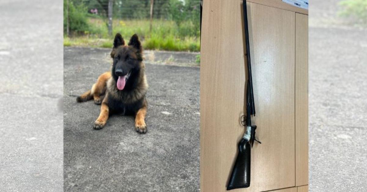 Le nouveau chien des gendarmes découvre de la drogue et des armes lors d'une perquisition