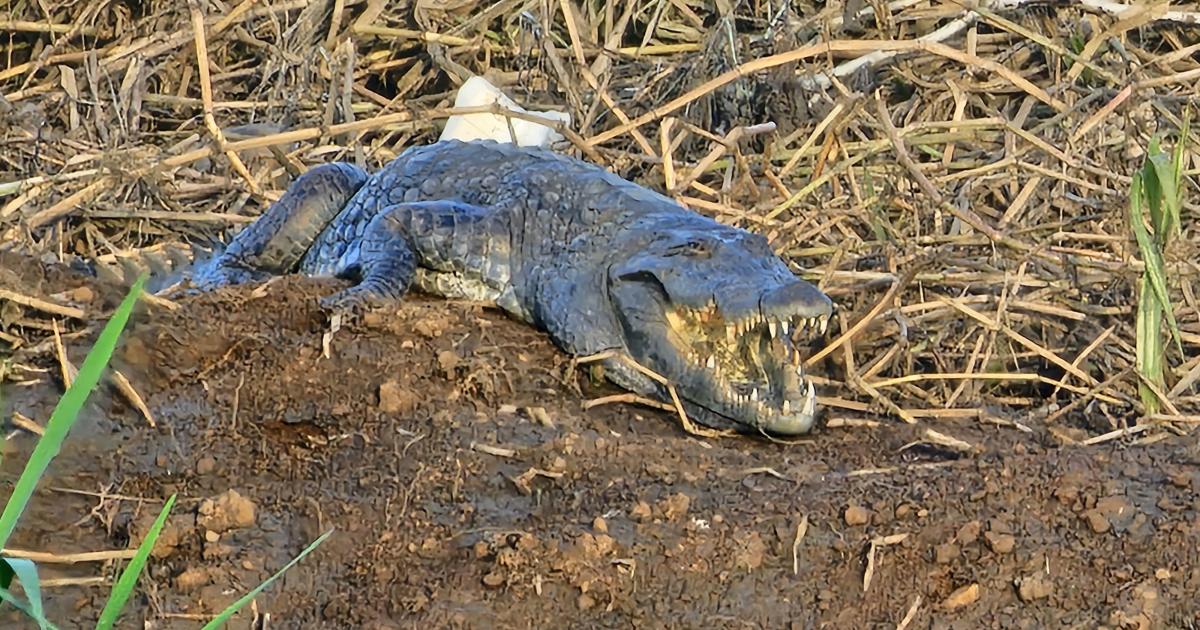     





[EN IMAGES] Georges, le crocodile, sur les berges du Lamentin, à Place d’Armes




