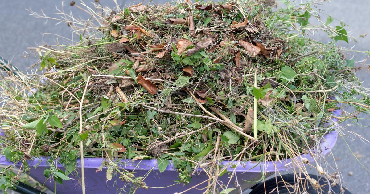 Le ramassage des déchets verts à l’arrêt depuis plusieurs jours