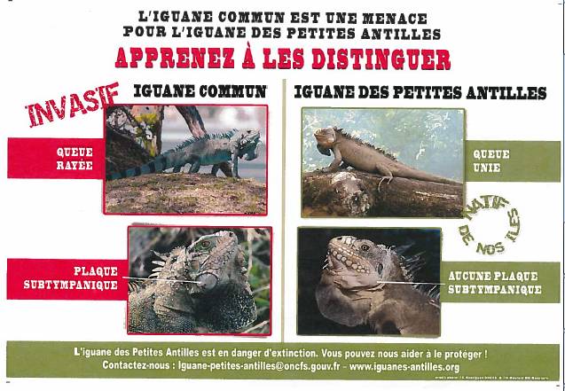 Iguane
