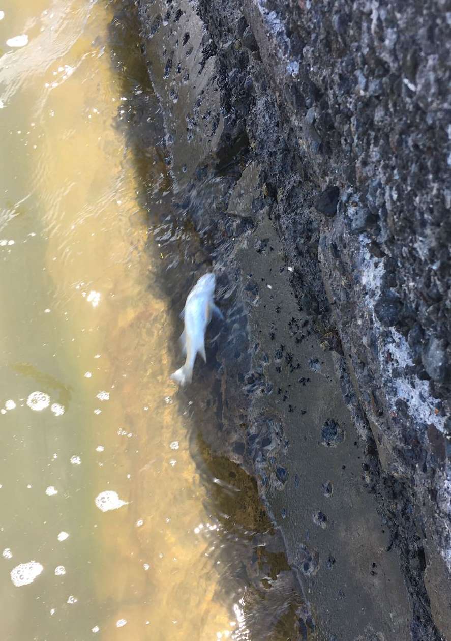 Poissons morts Robert