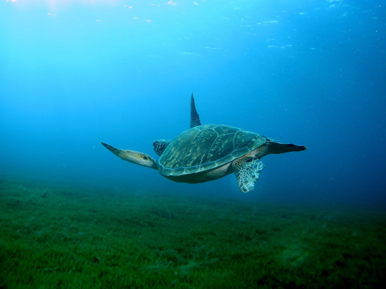 Tortue marine. Photo DR PY Pascal