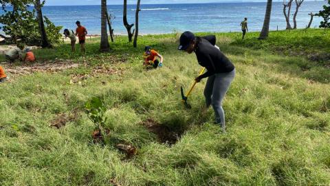 Plantation littoral
