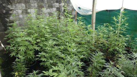 Cannabis 