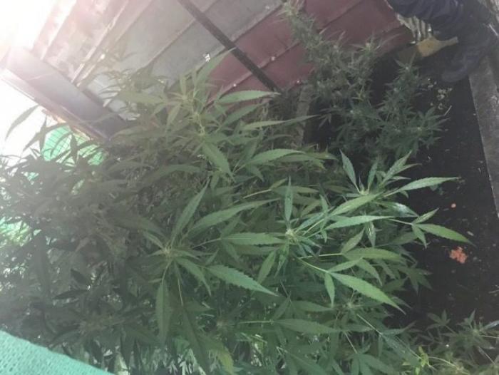 12 pieds de cannabis découverts dans une habitation à Sainte-Luce