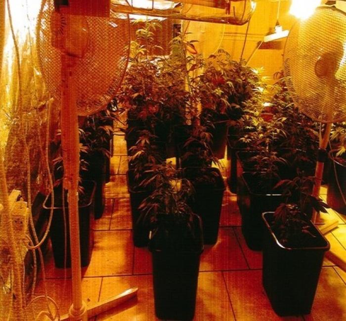 129 pieds d’herbe de cannabis saisis à Fort-de-France