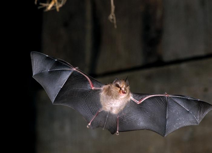14 espèces de chauve-souris désormais protégées