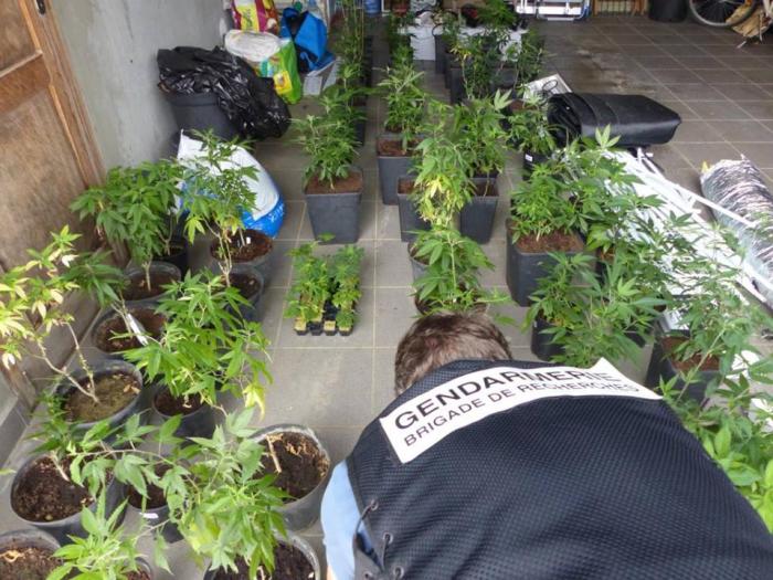 178 pieds de cannabis saisis au Moule