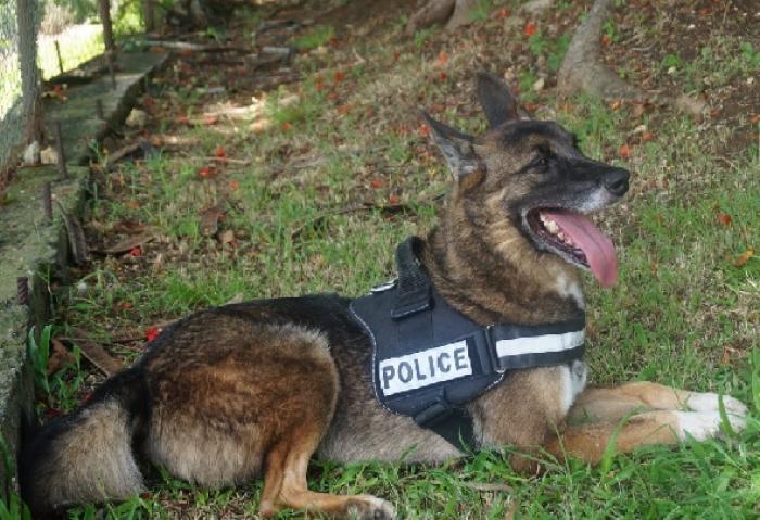 18 kilos de drogue au Gosier : 1 an ferme pour les suspects