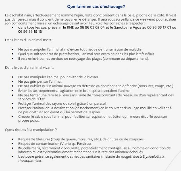échouage Cétacé.JPG