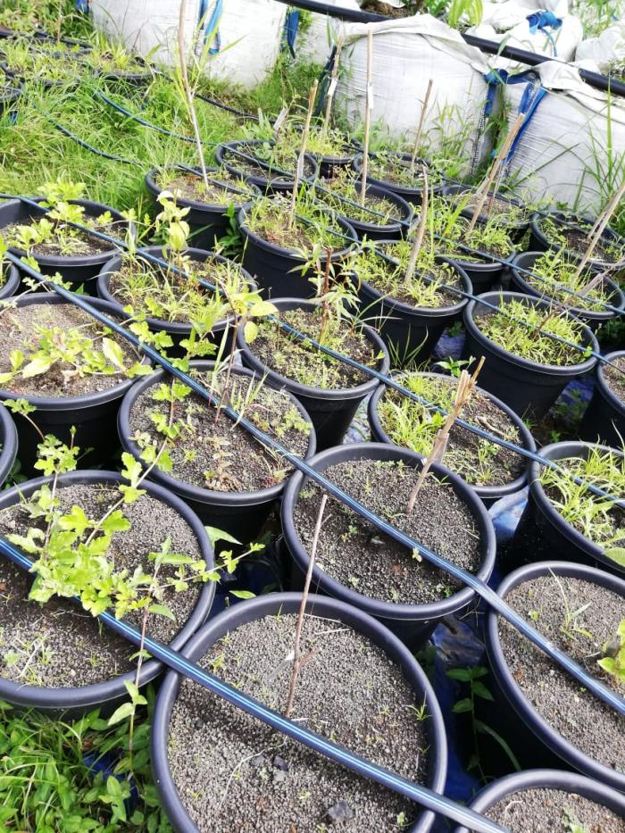 plantes 