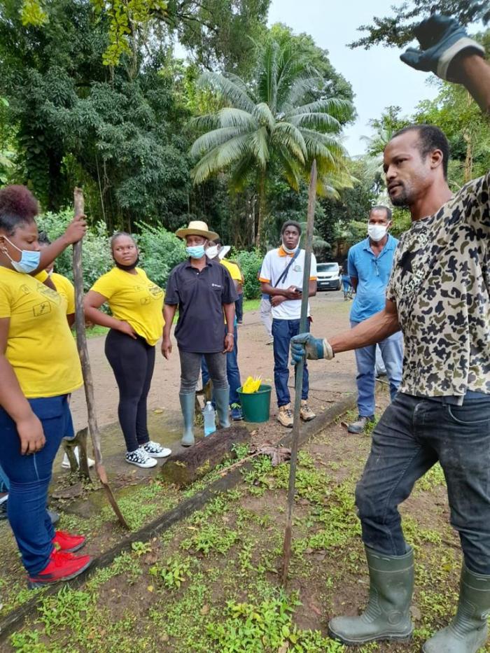 Plantation de cacao