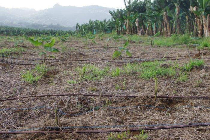 Dégâts sur exploitation agricole