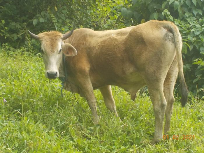 Boeuf