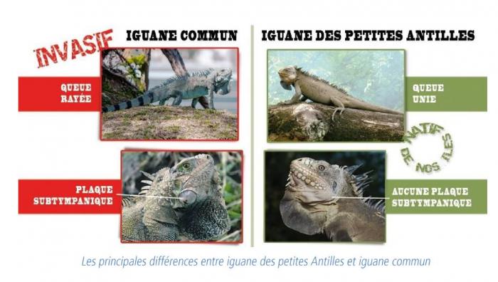 iguane différence.JPG