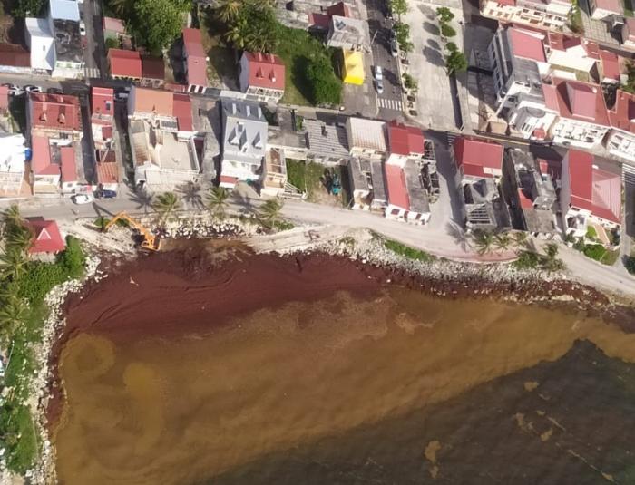 Invasion de sargasses à Capesterre de Marie-Galante en mai 2021.