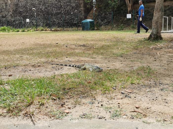 Iguane commun