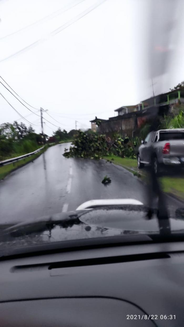 Branche d'arbres intempéries quartier Pérou, Sainte-Marie