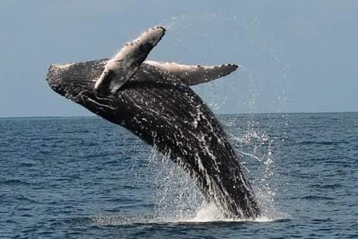 baleine à bosse 2015 prêcheur la perle
