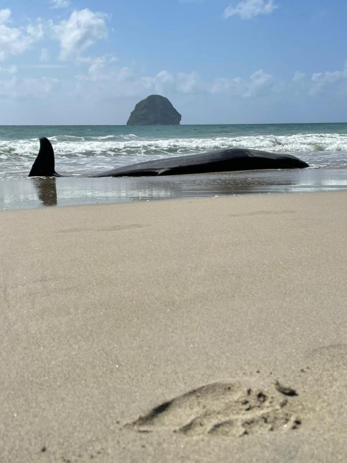 baleine échouée au Diamant