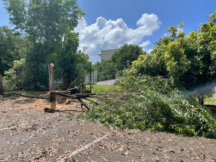 arbres abattus blocage ars agora