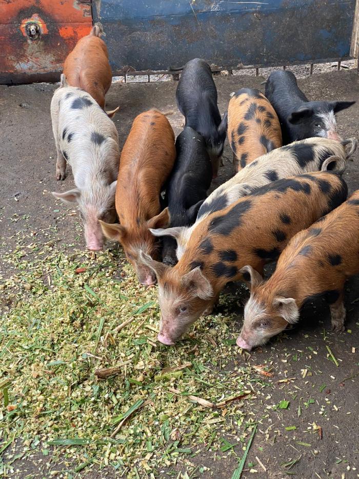 cochon créole