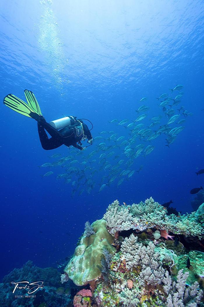 Plongée sous-marine