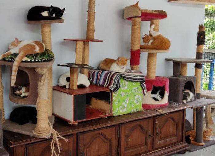 Maison du Chat