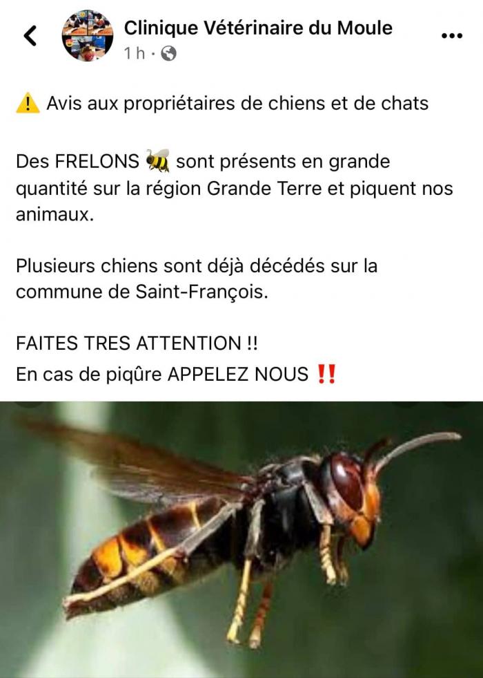 Message de mise en garde contre les frelons en Grande-Terre