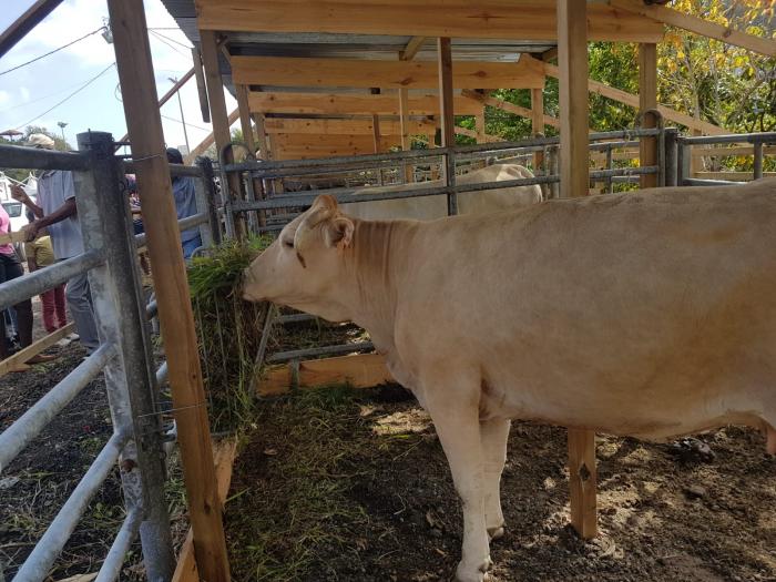 Village élevage, à la foire artisanale et agricole de Rivière-Pilote