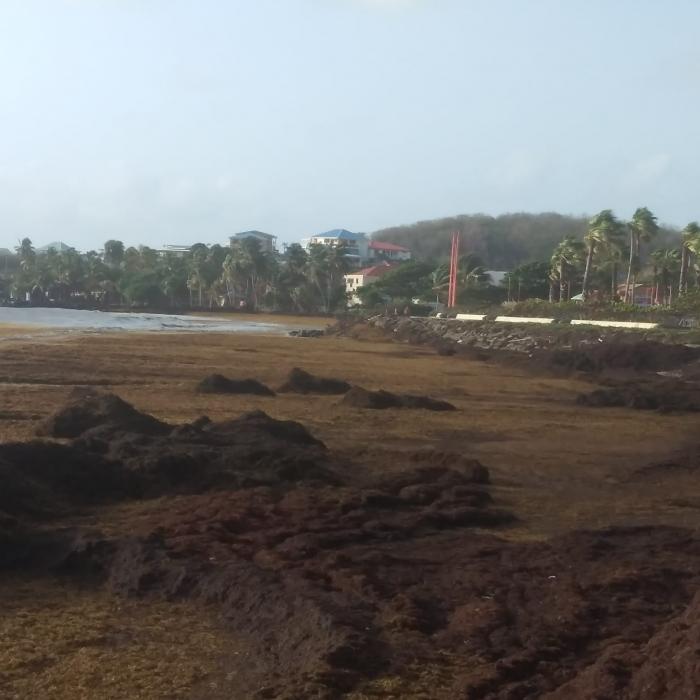 Sargasses à la Pointe Faula