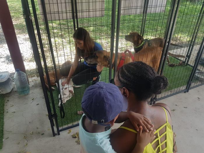 Encourager les adoptions