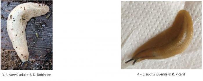Limaces.JPG
