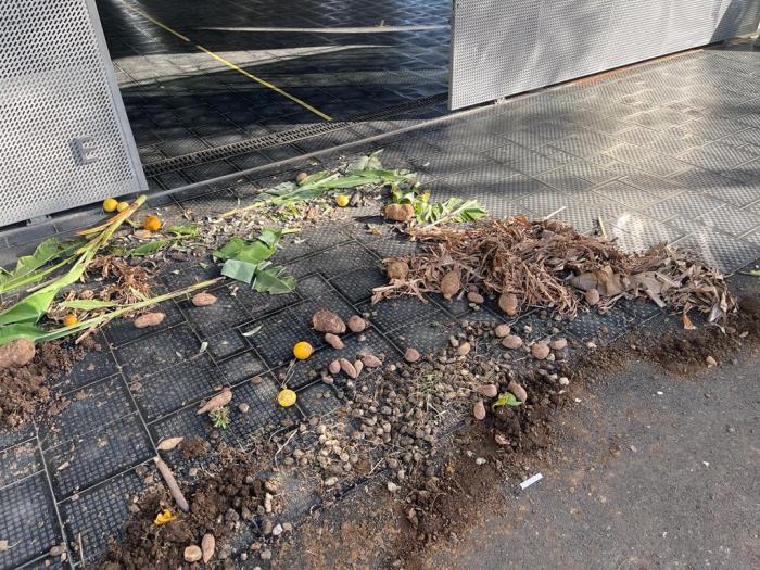 détritus justice chlordécone 