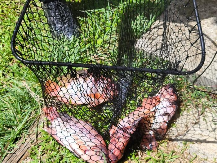 Élevage de poissons en aquaponie.